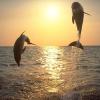 Khasab Musandam Tours
