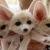 Lovely Registered Fennec fox for sale 