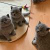 Adorable British shorthair kittens for sale