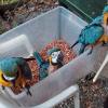 Fresh and Fertile Parrot Eggs for Sale