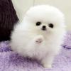 Healthy Teacup white Pomeranian puppies for sale