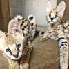 Beautiful Serval Kittens for sale