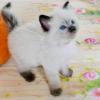 Home Raised Ragdoll Kittens