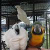 Opening your private Parrot Aviary 