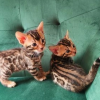 Bengal kittens