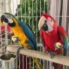   Healthy Hand Breed Pet Parrots Species 