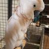  Hand Reared Trained Moluccas cockatoo parrots 