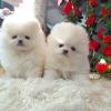  Sweet Pomeranian puppies Available for sale 