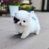 Pomeranian puppies for good home