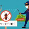 Cockroach control service for Restaurants,Qatar